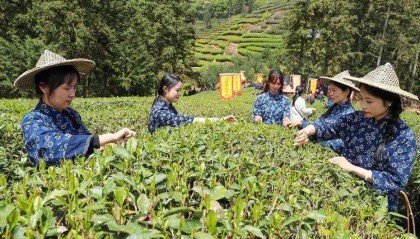 何以中国丨一茶兴百业--独家稿件-中国共产党新闻网