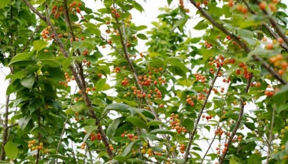 贵州瓮安：樱桃村3000亩樱桃迎来采摘期