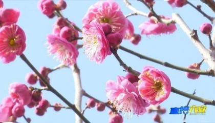 初春绽红梅，六安绘新景！
