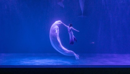 端午“六一”双节同庆！哈尔滨极地公园将重磅升级