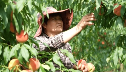 湖南中方县：特色果业“多点开花” 庭院经济“丰景”独好