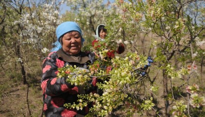 淄博淄川：“订单林业”富农