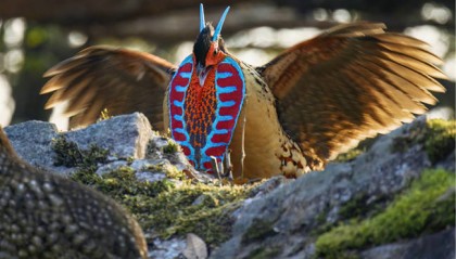 何以中国丨“长犄角”的鸟、南方“四不像”，武夷山公园里有啥“稀奇”？