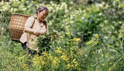 五一，到桂林吃“春味”