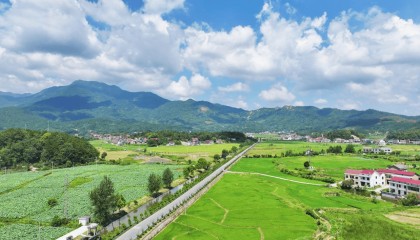 湖南衡山：紫薇盛放稻苗新 绘就田园好风光