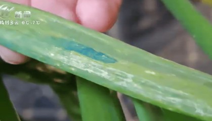 新闻多一度丨常州现“蓝斑块”蔬菜引关注 蓝色物质对人体有害吗？