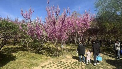 在石家庄赏花，还有这些宝藏地！趁着清明假期，快出发→