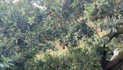 福建杨梅协会会长恳求给果农生路