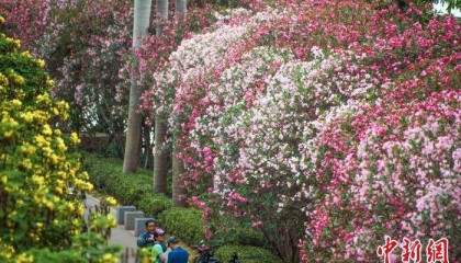 南宁夹竹桃盛放景如画