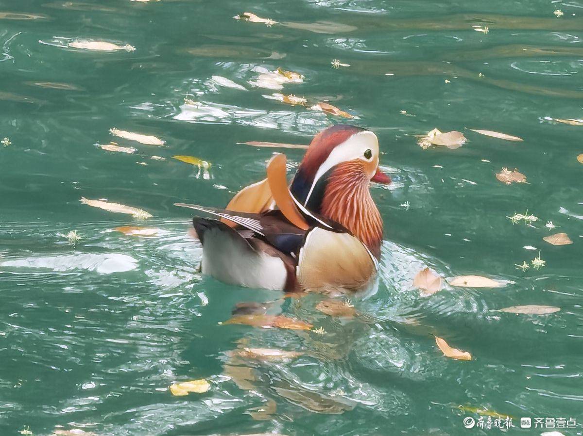 贵州荔波小七孔风景区的鸳鸯湖