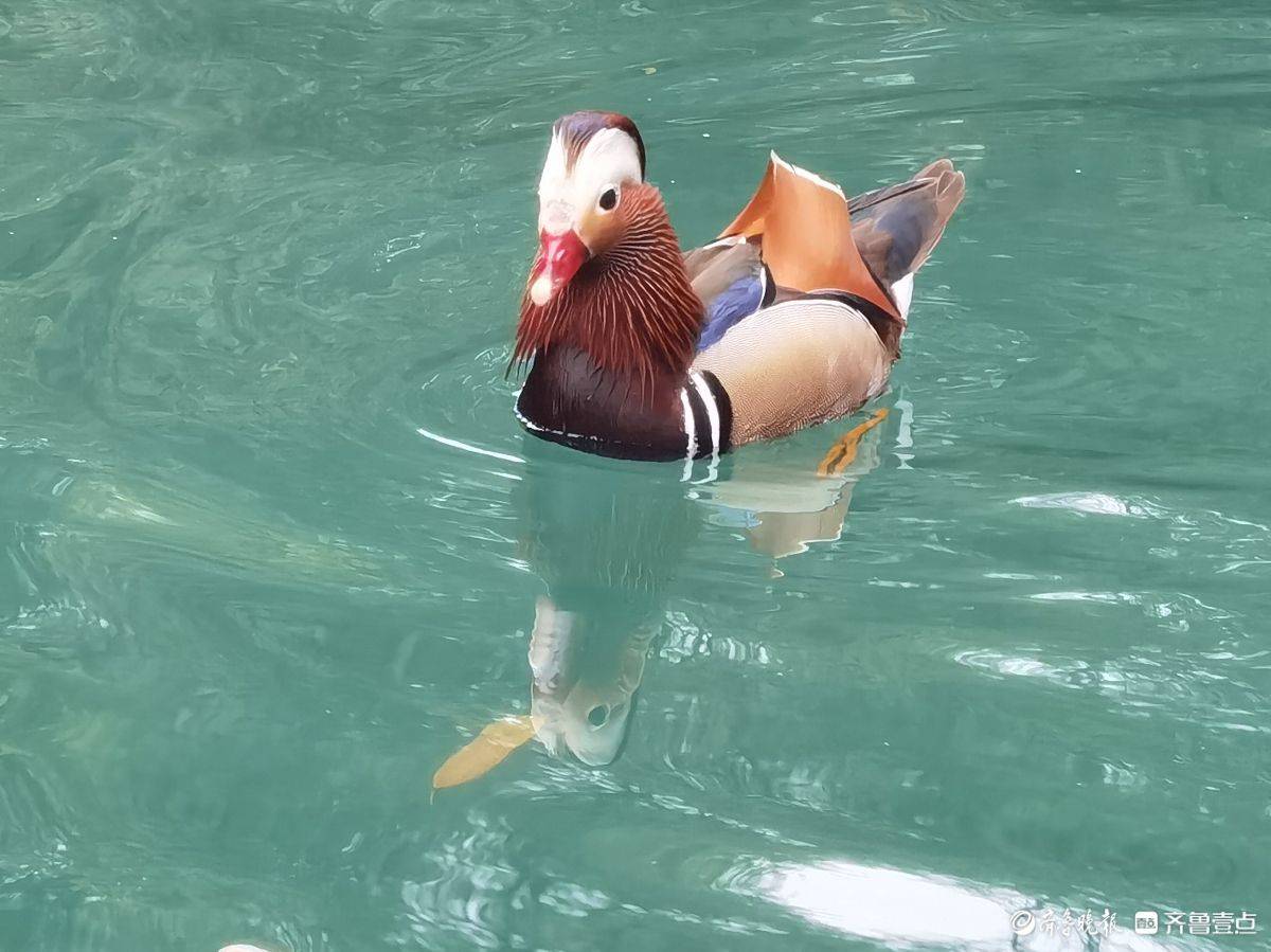 贵州荔波小七孔风景区的鸳鸯湖