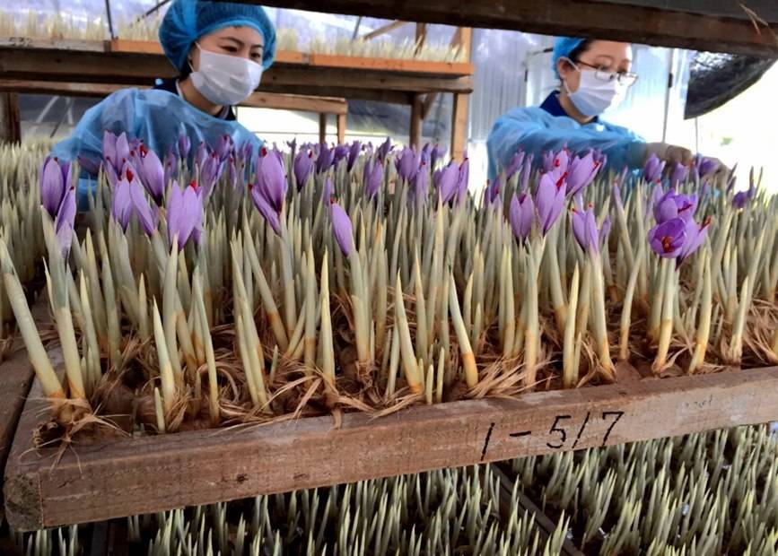 西藏藏红花首次“出海” 顺利出口加拿大